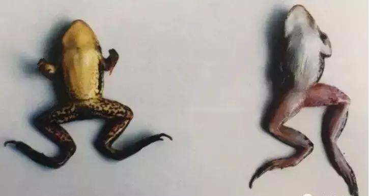 虫见愁蓟马药,牛蛙红腿病