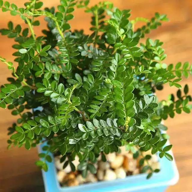 好养的盆栽花卉排名前十,盆栽花比较好养的有哪些