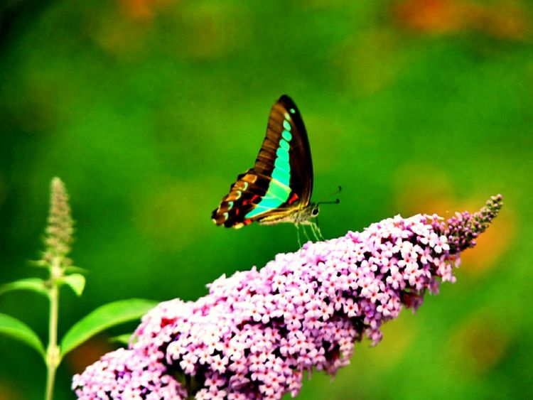 原创蝴蝶恋花,蝶恋花蝴蝶原唱