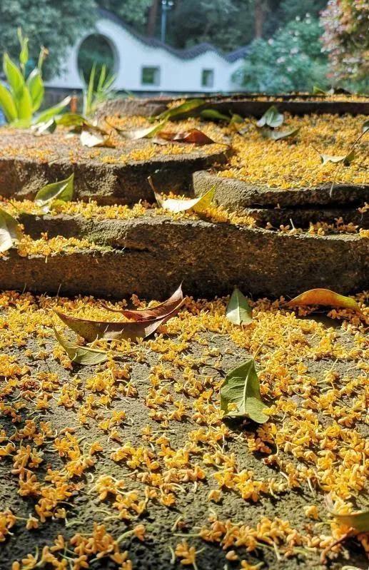 遇间播报|秋风拂杭州,阵阵桂香,满觉陇寻闲适,竟在山舍