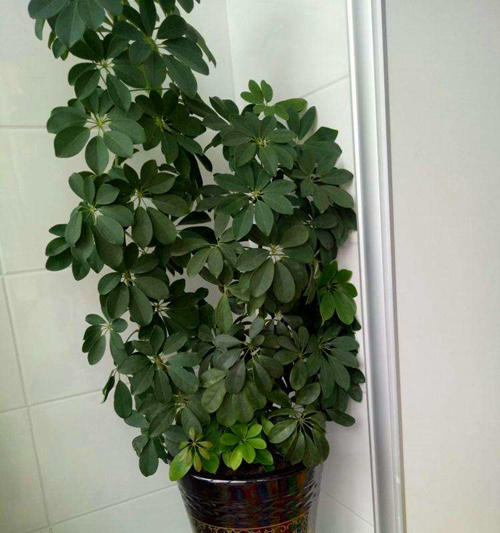 鸭掌木绿植推荐品种有哪些,一种绿植叫什么竹