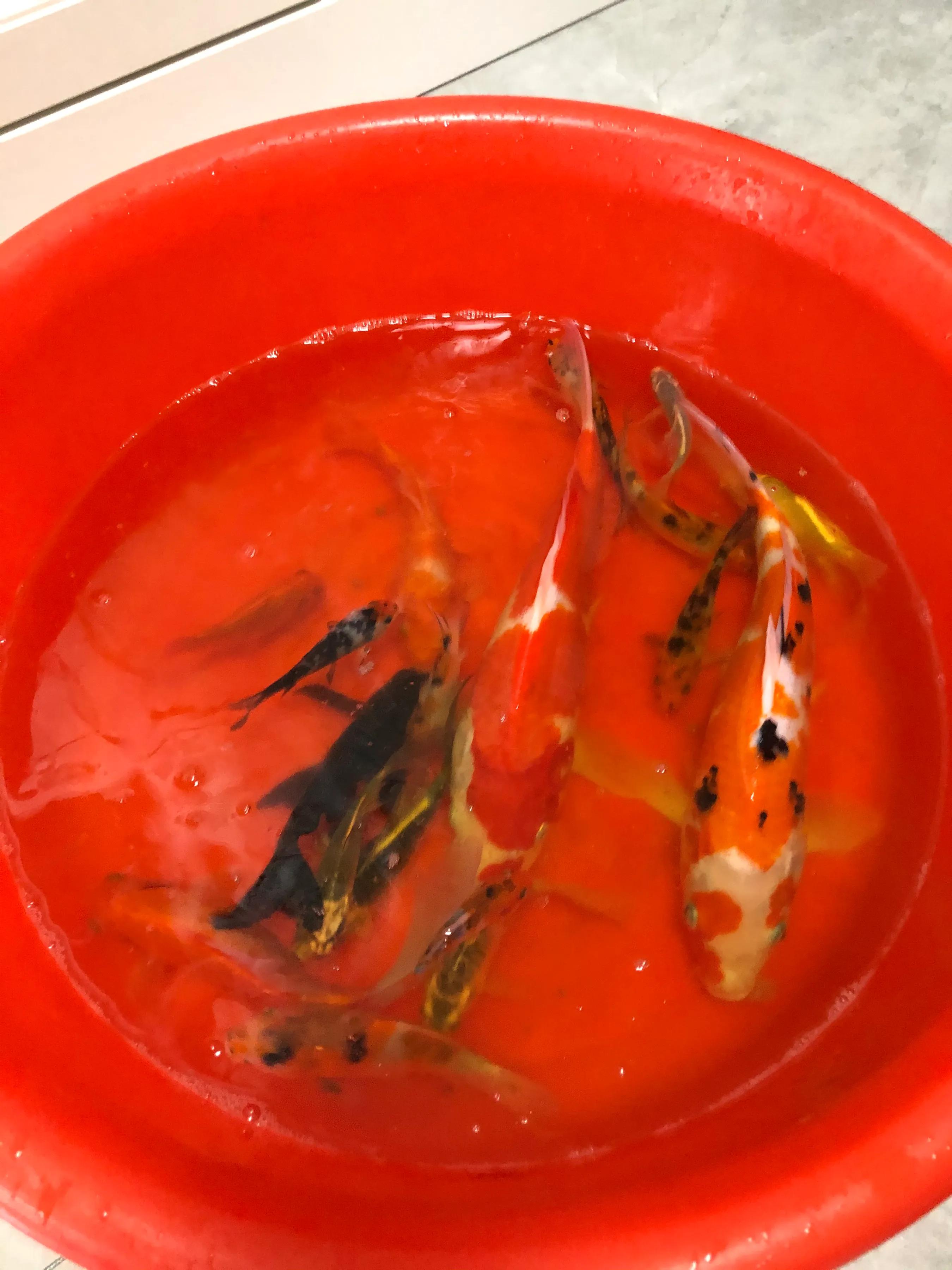 鱼儿烂鳃需要治疗多久,鱼儿烂鳍怎么治