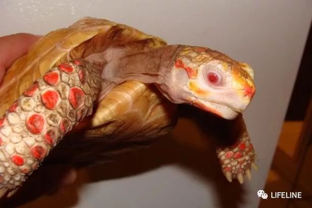 红腿陆龟如何家庭散养,广东红腿陆龟养殖方法