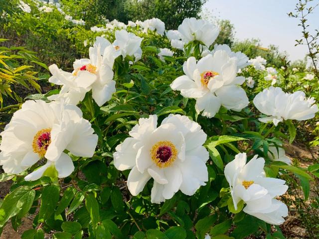 寻味沙河,寻味姐妹沙河烤鸡腿