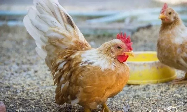 鸡子相互啄怎么解决,小鸡互啄什么原因