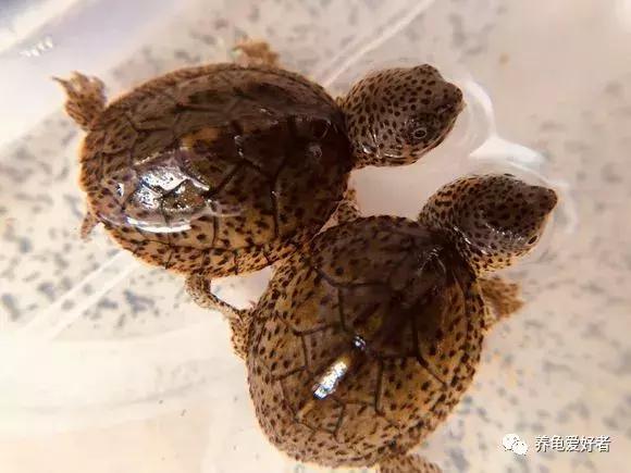 蛋龟类龟的不同阶段,蛋龟还有什么龟