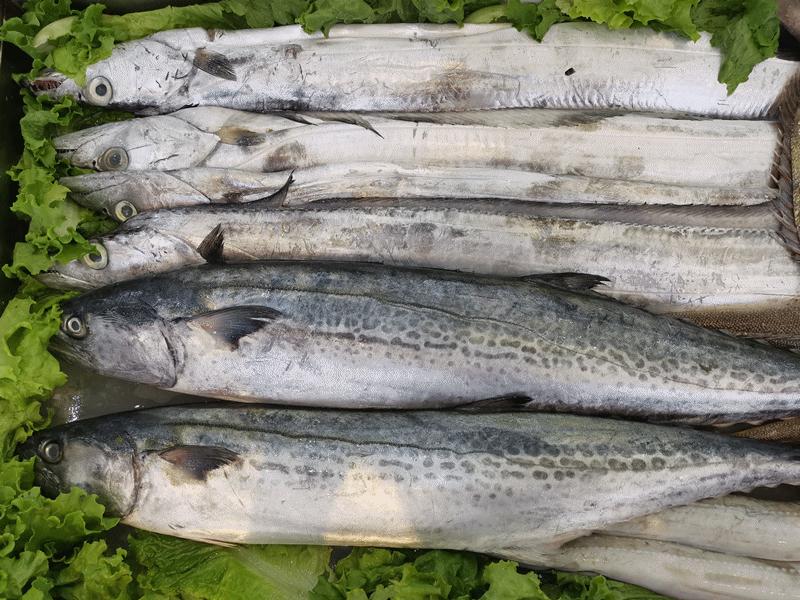 绝绝子！蓬莱的秋天也太鲜美了吧~