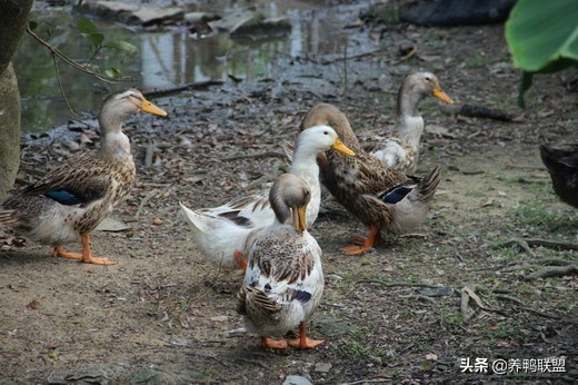 鸭病的防治综合措施有哪些,鸭常见病毒性疾病