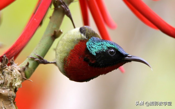 拍摄技巧和思路教学,摄影师拍鸟技巧大全
