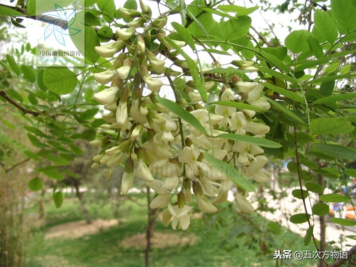 家槐叶和槐叶区别,国槐家槐是同一种树吗