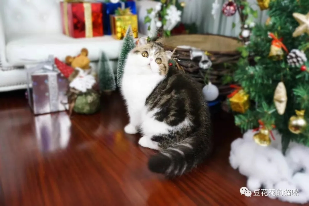 猫瘟完整治疗过程,猫瘟的治疗过程