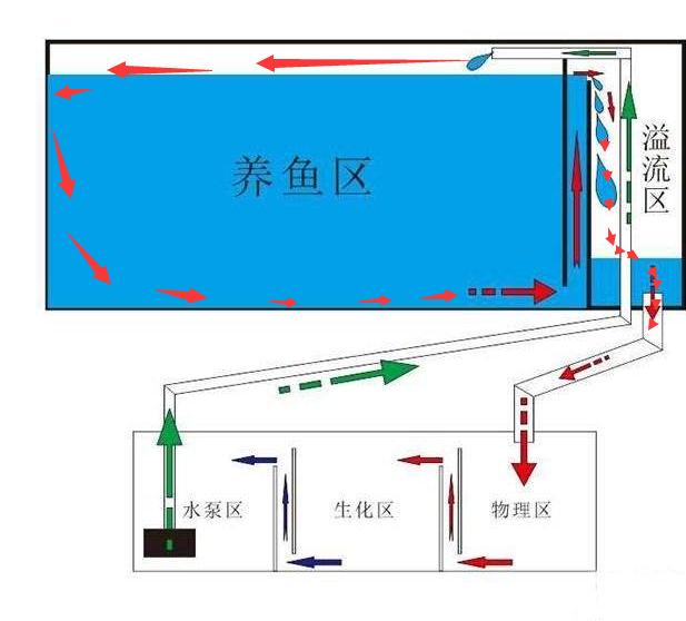 鱼缸底部的粪便不管可以吗,鱼缸底部很多粪便但是水很清澈
