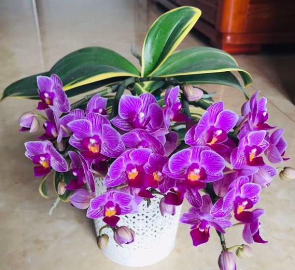 养蝴蝶兰的技巧和注意事项,养蝴蝶兰的方法和注意事项