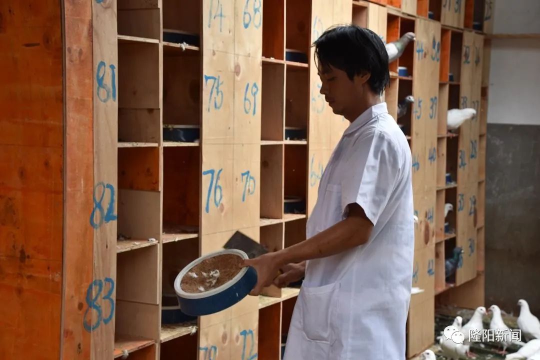 瓦窑：养好“扶贫鸽”大展“鸿鹄志”