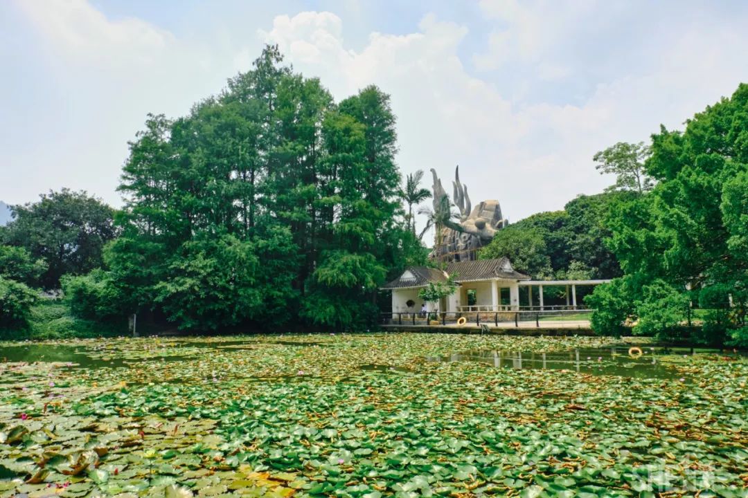 深圳蛇口前世今生,深圳蛇口有怎样的辉煌历史