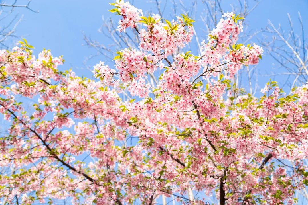 小众赏樱胜地,魔都赏樱旅游攻略