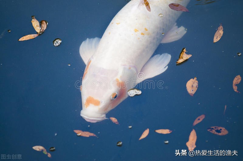 锦鲤的尾鳍上有血丝怎么回事,锦鲤尾巴血丝鱼鳍发白