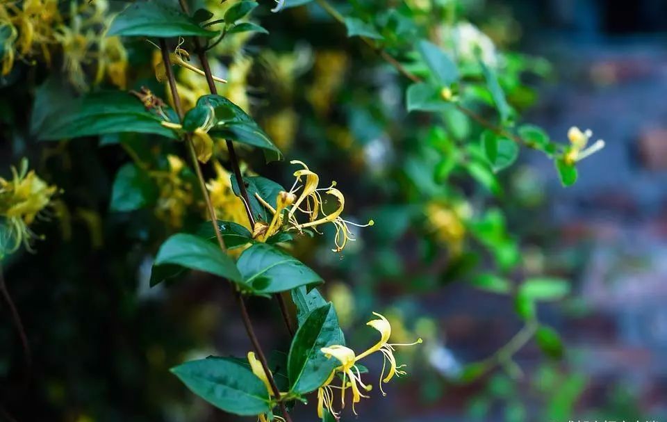 鍚冧簡杩欓亾鑿滆閫佸埌鍖婚櫌鎬ユ晳,鍚冧簡杩欓亾鑿滆閫佽繘icu鎶㈡晳