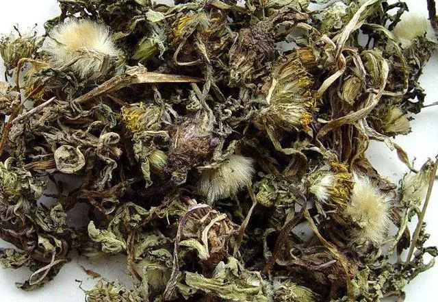 养鸡小妙招：雏鸡饲料加蒲公英，鸡群生病不用愁