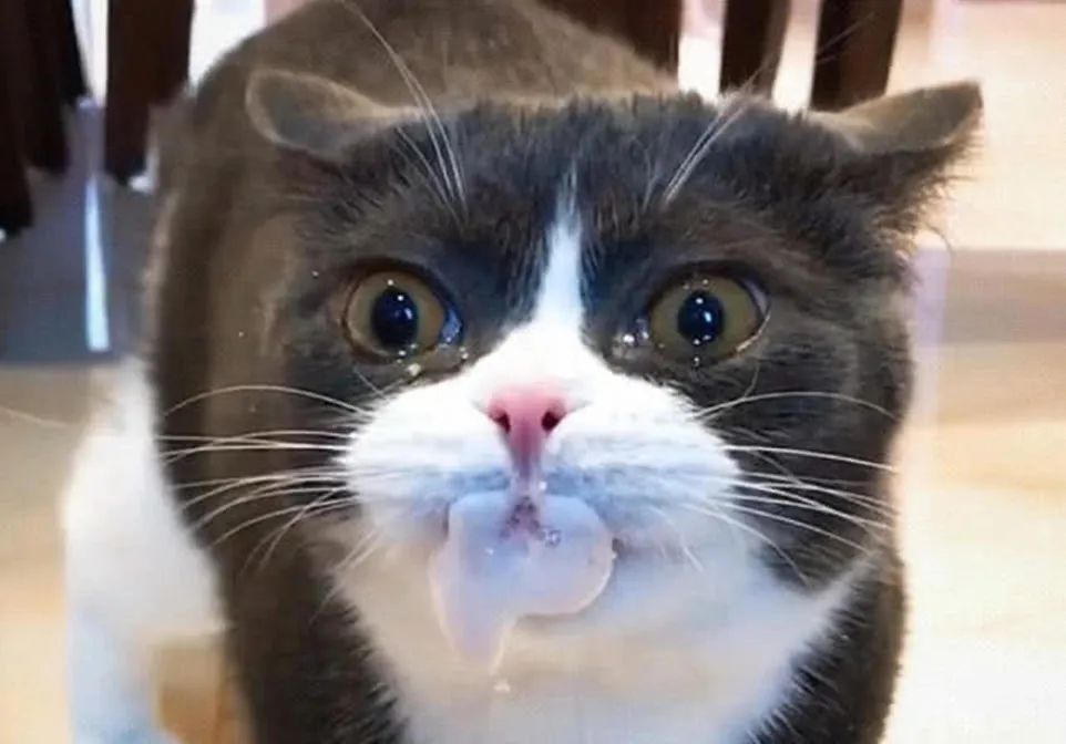 猫咪中毒开始抽筋要怎么抢救,猫咪天堂鸟中毒怎么处理