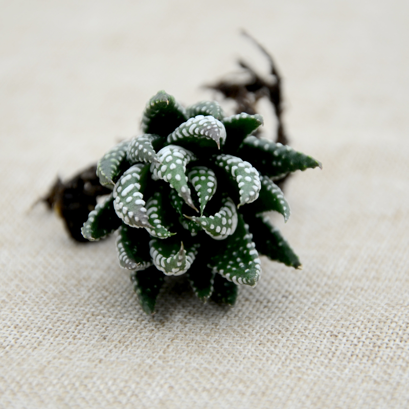 耐阴多肉植物室内,30种耐阴植物室内盆栽