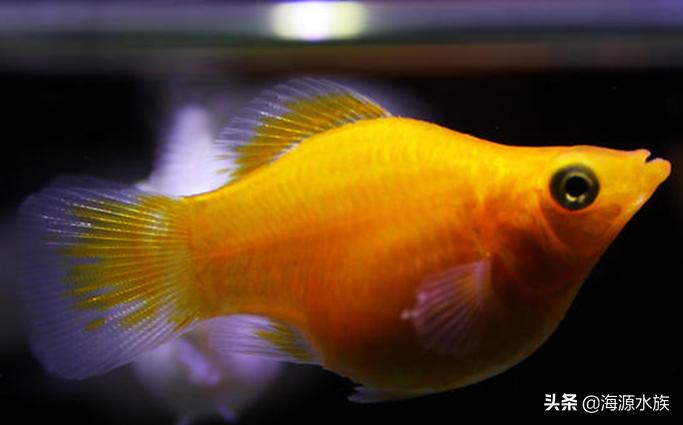 什么鱼适合新手来养呢？我来为你一一道来