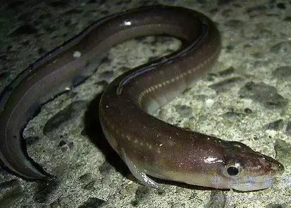 原神美食点评,江户前美食攻略