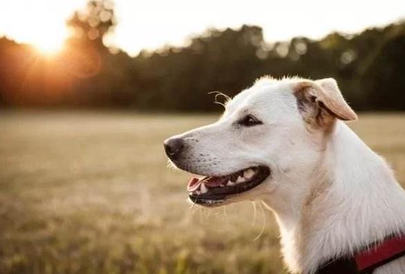 宠物自己在家剪毛需要什么工具,怎么给宠物剪毛教程