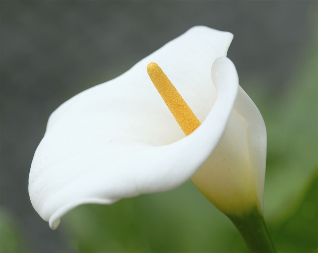 马蹄莲的养殖方法与注意事项,马蹄莲的养殖方法和注意事项视频