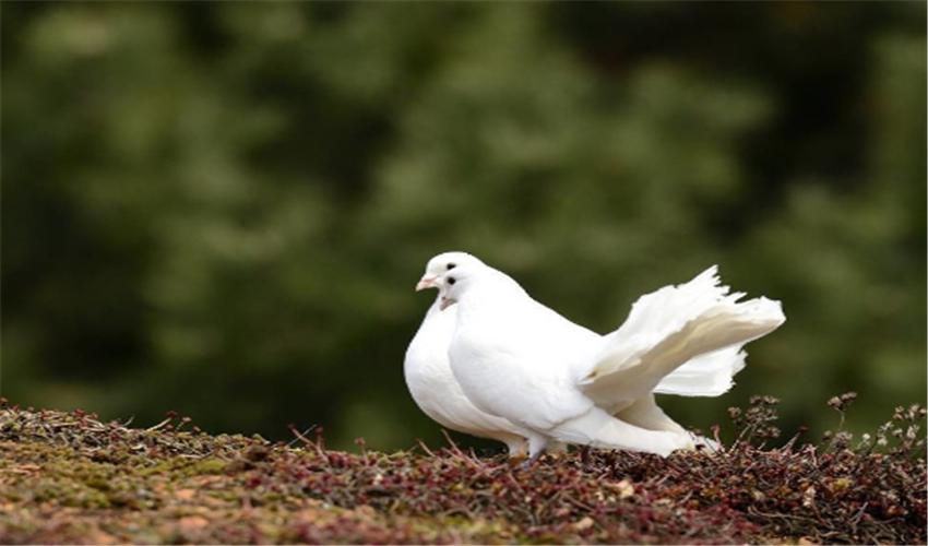 鸽子的养殖方法和注意事项和禁忌,鸽子的养殖技术与注意事项