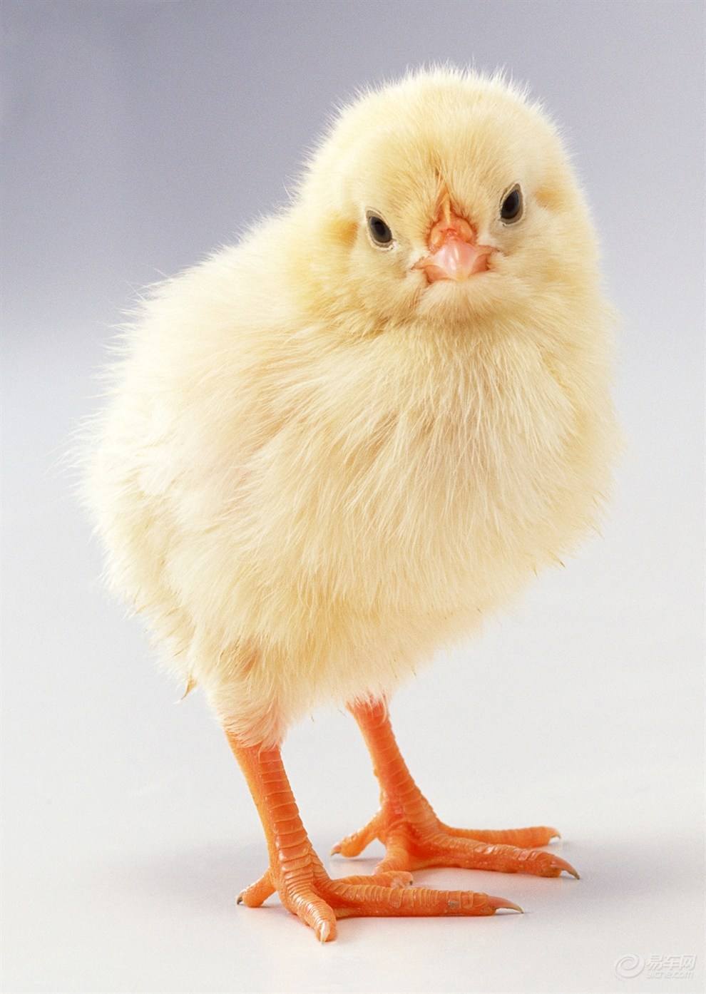 小鸡不吃饭了怎么治,小鸡不吃饭怎么办