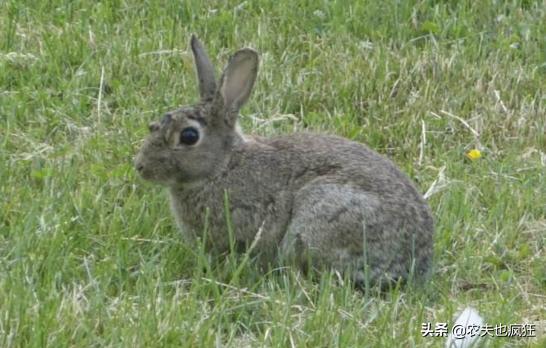 大豆田防治野兔方法,野兔吃大豆苗怎样防治