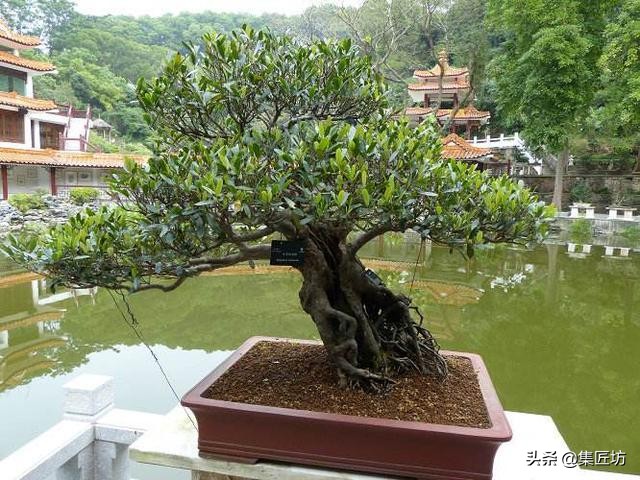 蚊母盆景植物,蚊母盆景的养殖方法