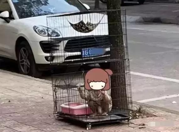 女童被关笼子后续,女童遭虐待被关笼子后续