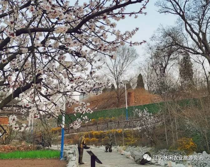 旅顺杏花村风景,旅顺杏花微雨醉春风