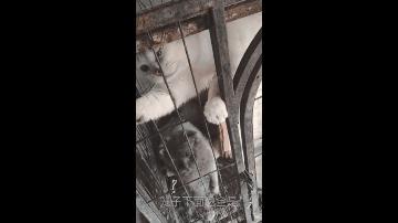 上海猫贩子扔出几十只病重品种猫,上海后院猫舍丢弃50多只病猫