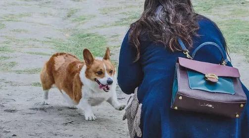 最高惩罚2万元，谁在威胁你的「养宠权」