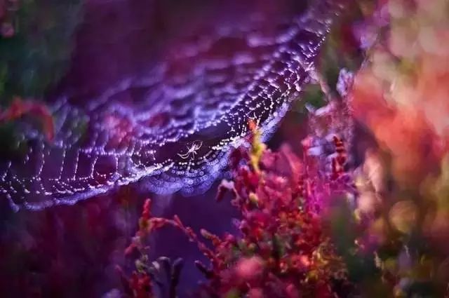 绝美花朵摄影佳作,波兰花朵摄影作品欣赏