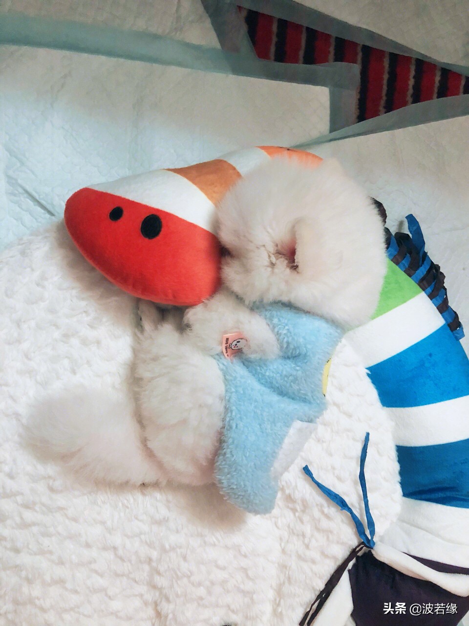 狗狗修毛的视频大全,给狗狗修毛的视频教程