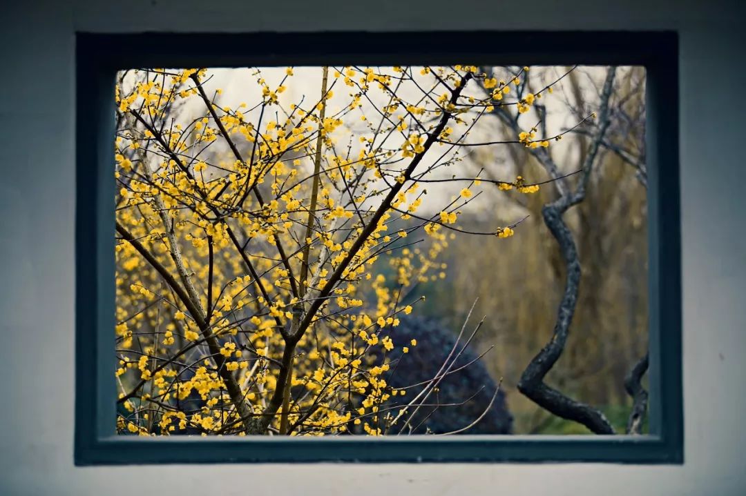 世界最美赏樱地,武汉是全球公认的三大赏樱胜地