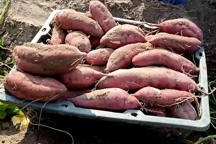 拼多多抗疫得到什么,疫情期间拼多多有哪些助农政策