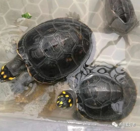 巴西乌龟不吃东西怎么办,乌龟不吃东西总是闭眼睛怎么办