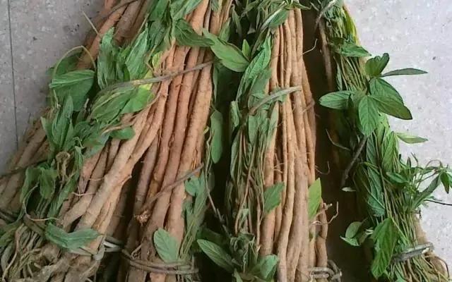 家乡一种有特色的植物,家乡有野生植物