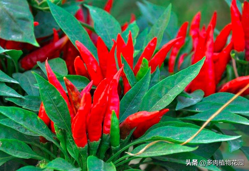 盆栽开花辣椒生虫如何处理,屋里种的辣椒为什么开花不结果呢