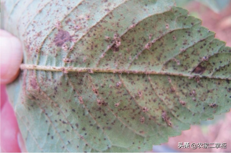 设施甜樱桃花期管理,樱桃种植技术及病虫害防治