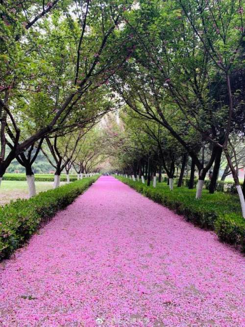 西安的夏天是什么颜色的,西安的春天有多美
