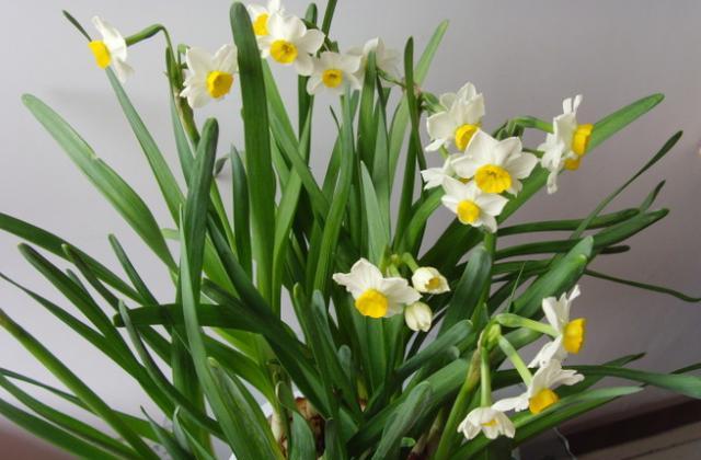 水仙花徒长后怎么处理,水仙花的黄叶徒长有什么补救方法