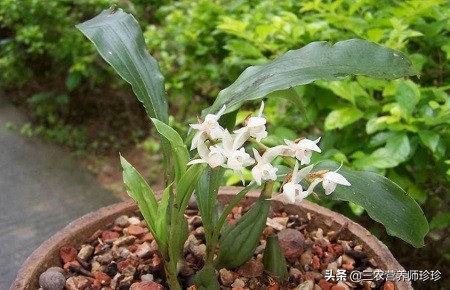 山上有种植物叫什么名字,山上有一种什么植物