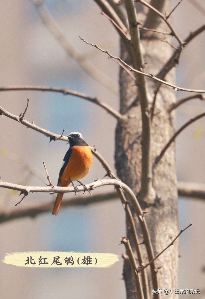 国际爱鸟日天桥岭,国际爱鸟日