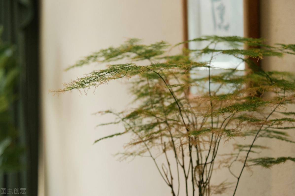 文竹冬天怎么养？学会3点，文竹安全过冬，蹭蹭冒新芽